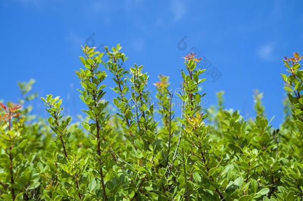 新鲜的绿色的植物反对一明亮的蓝色天一t一夏d一y.Chile智利