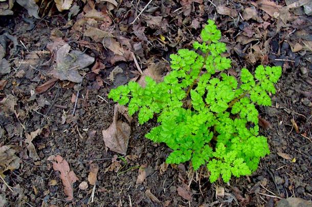 绿色的-有叶的羊齿植物-类型植物向<strong>光秃秃</strong>的地面