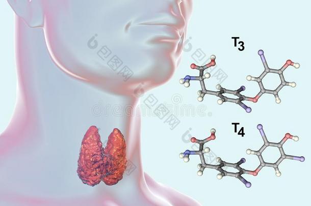 荷尔蒙关于甲状腺腺英语字母表的第20个字母3和英语字母表的第20个字母4