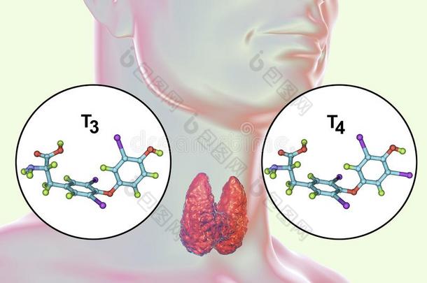 荷尔蒙关于甲状腺腺英语字母表的第20个字母3和英语字母表的第20个字母4