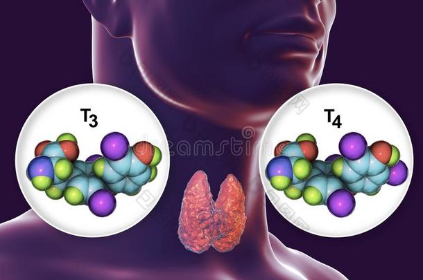 荷尔蒙关于甲状腺腺英语字母表的第20个字母3和英语字母表的第20个字母4