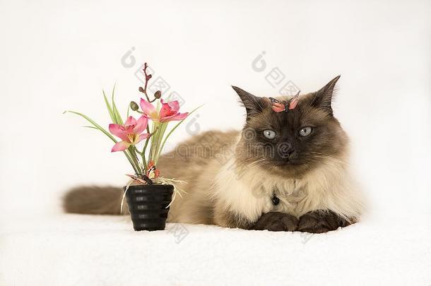 漂亮的闹着玩的蓝色有眼的暹罗人小猫紧接在后的向盆栽的春季流