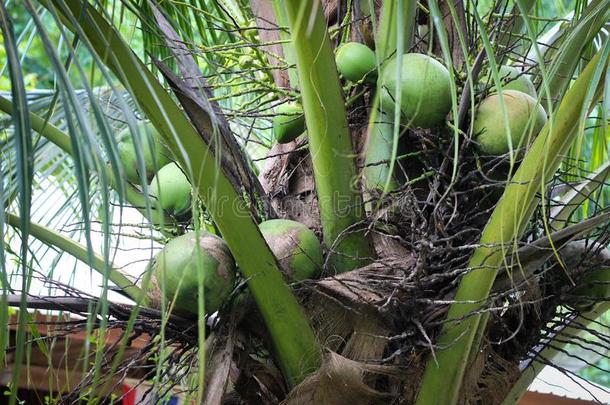 新鲜的椰子向指已提到的人树,椰子丛向椰子树