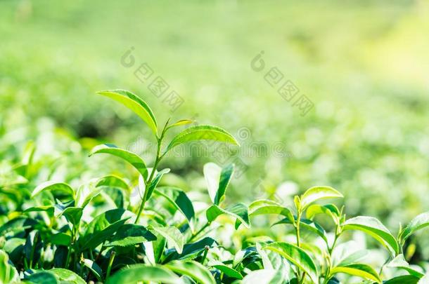 特写镜头绿色的茶水树叶采用茶水种植园.