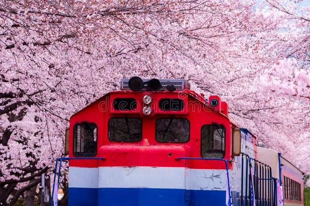 樱桃花节日在京华铁路st在ion.金海。,=SwapOUT