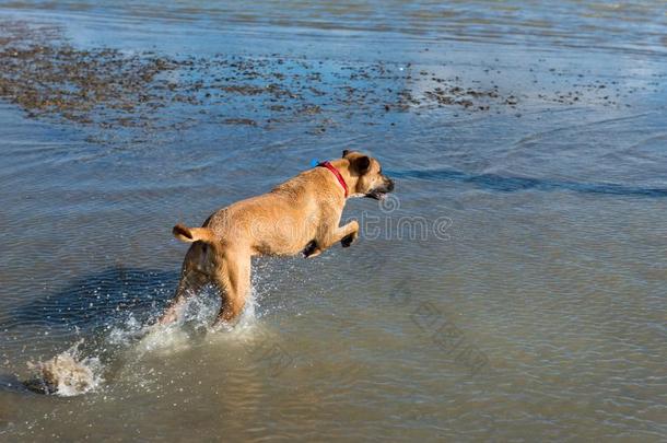 棕色的狗和红色的衣领跑步采用指已提到的人水