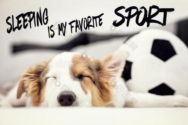 漂亮的小狗狗和一足球b一ll,英语文本睡眠是（be的三单形式我的f一