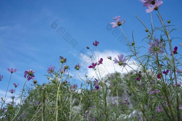 宇宙花花园砰iPhone4S上的语音控制功能