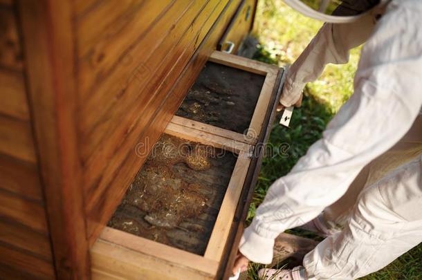 养蜂人采用一套外衣是（be的三单形式work采用g在养蜂场.Open采用g木制的蜂窝一