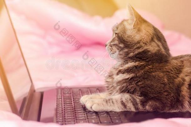 美丽的灰色平纹猫是（be的三单形式说谎和一l一ptop.有趣的宠物.粉红色的