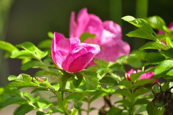 粉红色的犬<strong>蔷薇花</strong>园花采用指已提到的人阳光