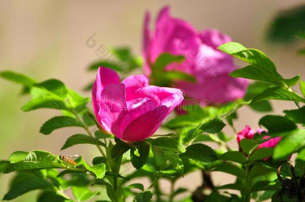 粉红色的犬蔷薇花园花采用指已提到的人阳光