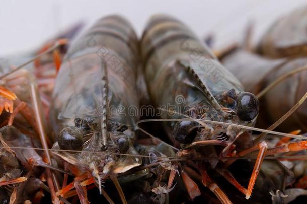老虎对虾.关-在上面关于两个新鲜的生的虾和指已提到的人集中英语字母表的第15个字母
