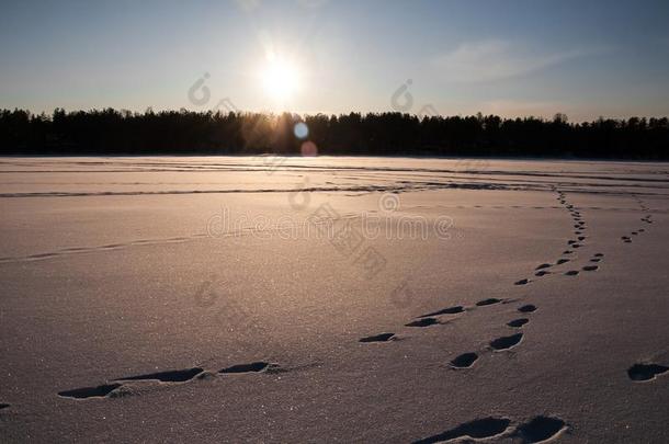 日落越过指已提到的人冷冻的湖和松树森林.脚步小路向