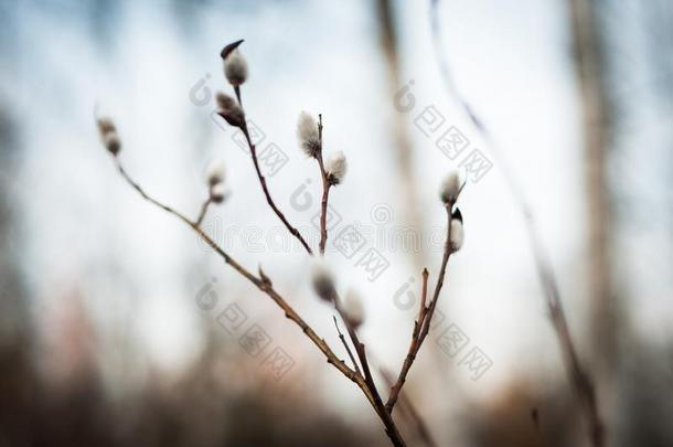 盛开的柳树葇荑花和树枝.春季<strong>时间地点</strong>.特写镜头