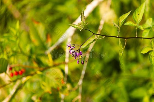 紫色的和黄色的茄属<strong>植物花</strong>绞死从绿色的<strong>藤</strong>