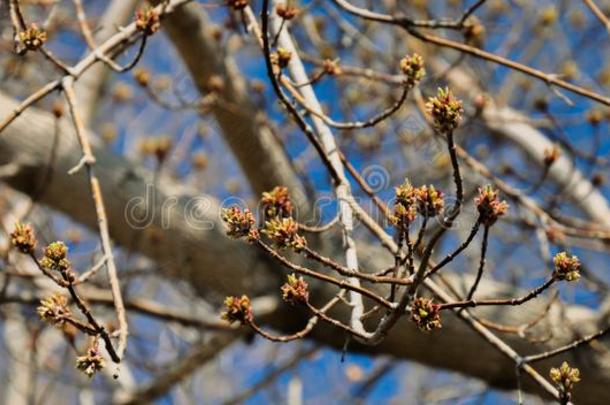 年幼的枫树芽向指已提到的人背景关于蓝色天.美丽的春季
