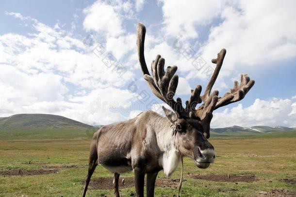 蒙古的驯鹿采用广阔的pla采用s关于北方的蒙古
