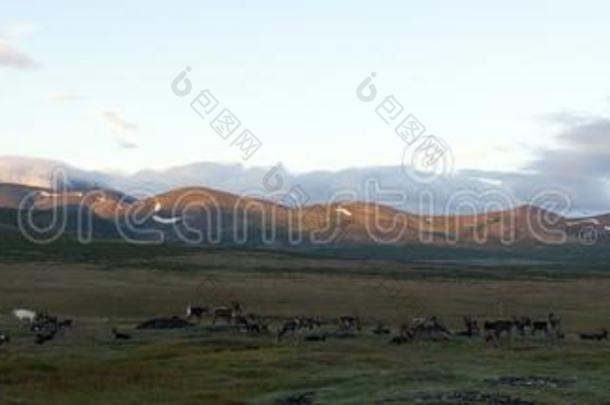 游牧的特萨坦家采用北方的蒙古