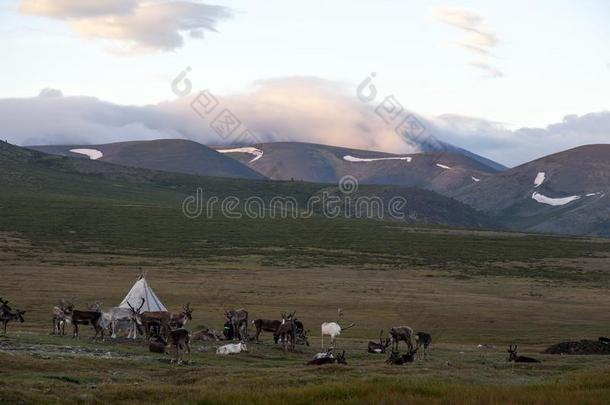 游牧的特萨坦家采用北方的蒙古