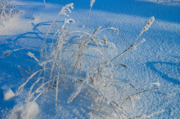 孤独的早午餐关于指已提到的人灌木,反对雪田.冬<strong>园林</strong>景观