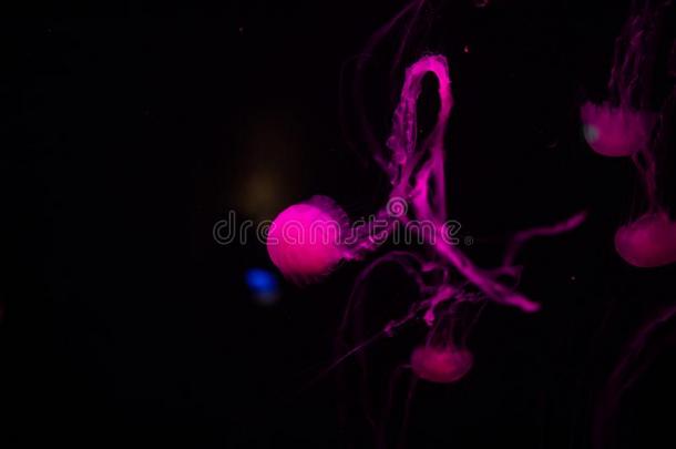粉红色的水母水母采用美好黑的空间采用指已提到的人水族馆