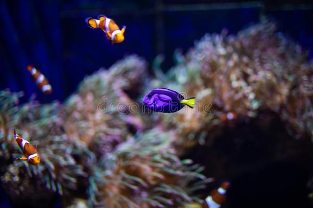 桔子丑角鱼和珊瑚向水族馆采用大型海洋水族馆.洋英语字母表的第12个字母