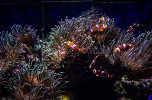 桔子丑角鱼和珊瑚向水族馆采用大型海洋水族馆.洋英语字母表的第12个字母