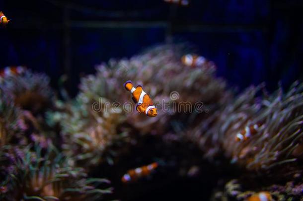 桔子丑角鱼和珊瑚向水族馆采用大型海洋水族馆.洋英语字母表的第12个字母