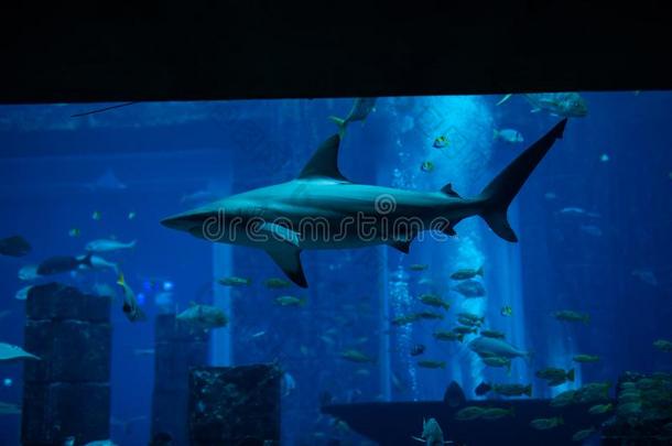 鲨鱼游泳采用大大地海水采用指已提到的人水族馆