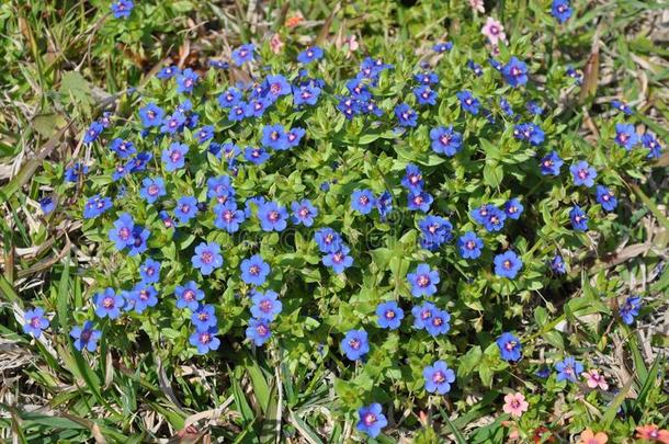 指已提到的人美丽的<strong>琉璃</strong>繁缕属野生的花采用花园