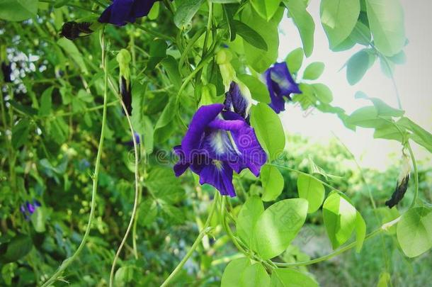 豌豆花开花