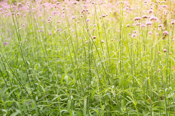 照片关于富有色彩的<strong>马鞭草</strong>属的植物花<strong>草</strong>地春季自然后座