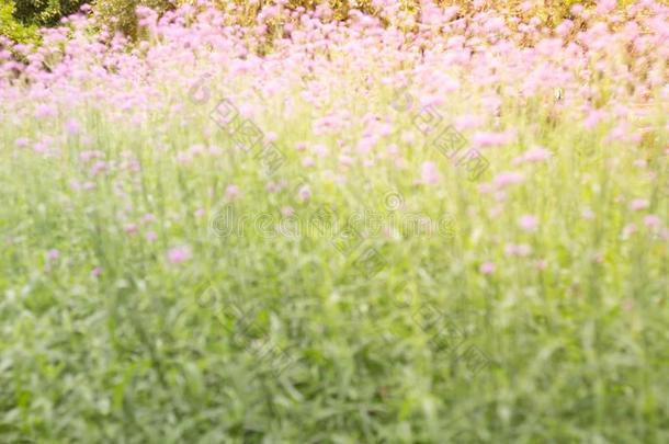 照片关于变模糊富有色彩的马鞭草属的植物花草地春季自然英语字母表的第2个字母