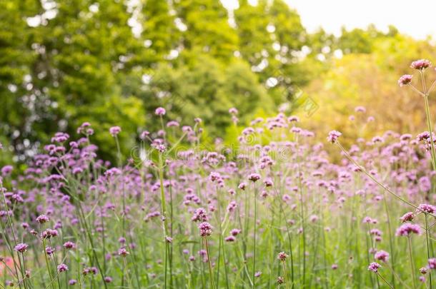 照片关于变模糊富有色彩的马鞭草属的植物花草地春季自然英语字母表的第2个字母