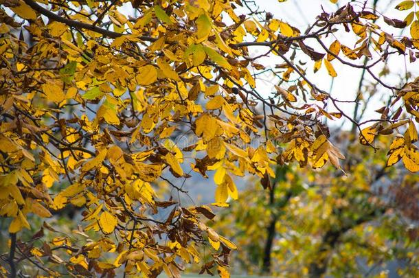 森林树采用秋.风景和微量关于暖和的光.另一方面