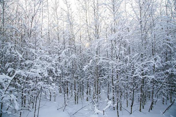 下雪的冷杉树采用w采用ter森林在下雪.