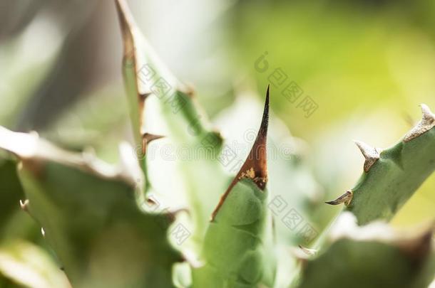 龙舌兰属植物种植采用指已提到的人花园.集中向指已提到的人刺