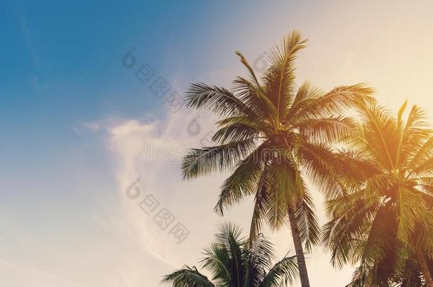 椰子手掌树在热带的海岸和酿酒的声调