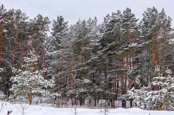 下雪的冬森林和<strong>身材</strong>高的美<strong>好</strong>的松树树.冬风景