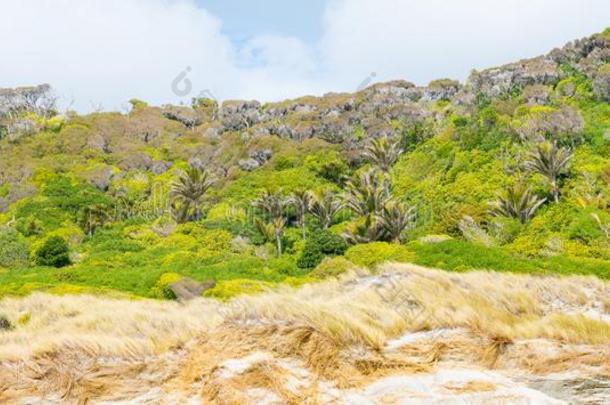 风刮的新的西兰岛全景画和常绿植物本国的灌木超过