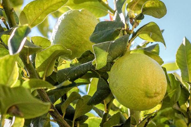 有机的柠檬采用指已提到的人树,时间为收割,莱梅索斯塞浦路斯