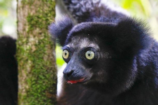 美丽的影像关于指已提到的人马达加斯加大狐猴狐猴马达加斯加大狐猴马达加斯加大狐猴