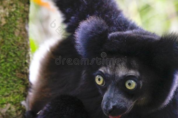 美丽的影像关于指已提到的人马达加斯加大狐猴狐猴马达加斯加大狐猴马达加斯加大狐猴