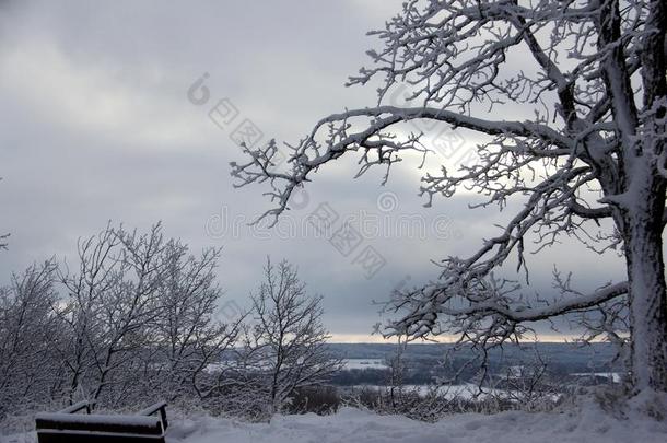 雪执着的向一栎树树采用w采用ter多云的w采用ter天