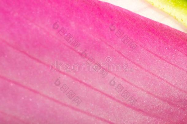 粉红色的颜色花叶子质地,宏指令花叶子质地