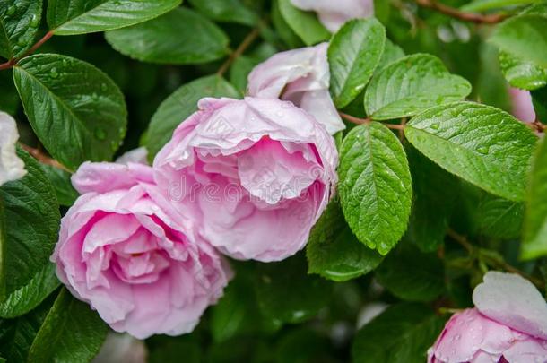 极地的太阳或极地的sonne玫瑰后的雨在米诺岛花园