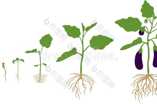 生活循环关于茄子和根体系.生长台从种子