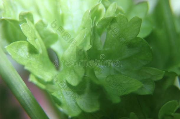 宏指令摄影关于西芹叶子绿叶蔬菜,调味品为盘wickets三柱门