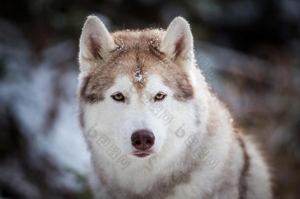 自<strong>傲</strong>的和聪明的西伯利亚的嗓子哑的狗一次向指已提到的人<strong>雪</strong>采用fr向